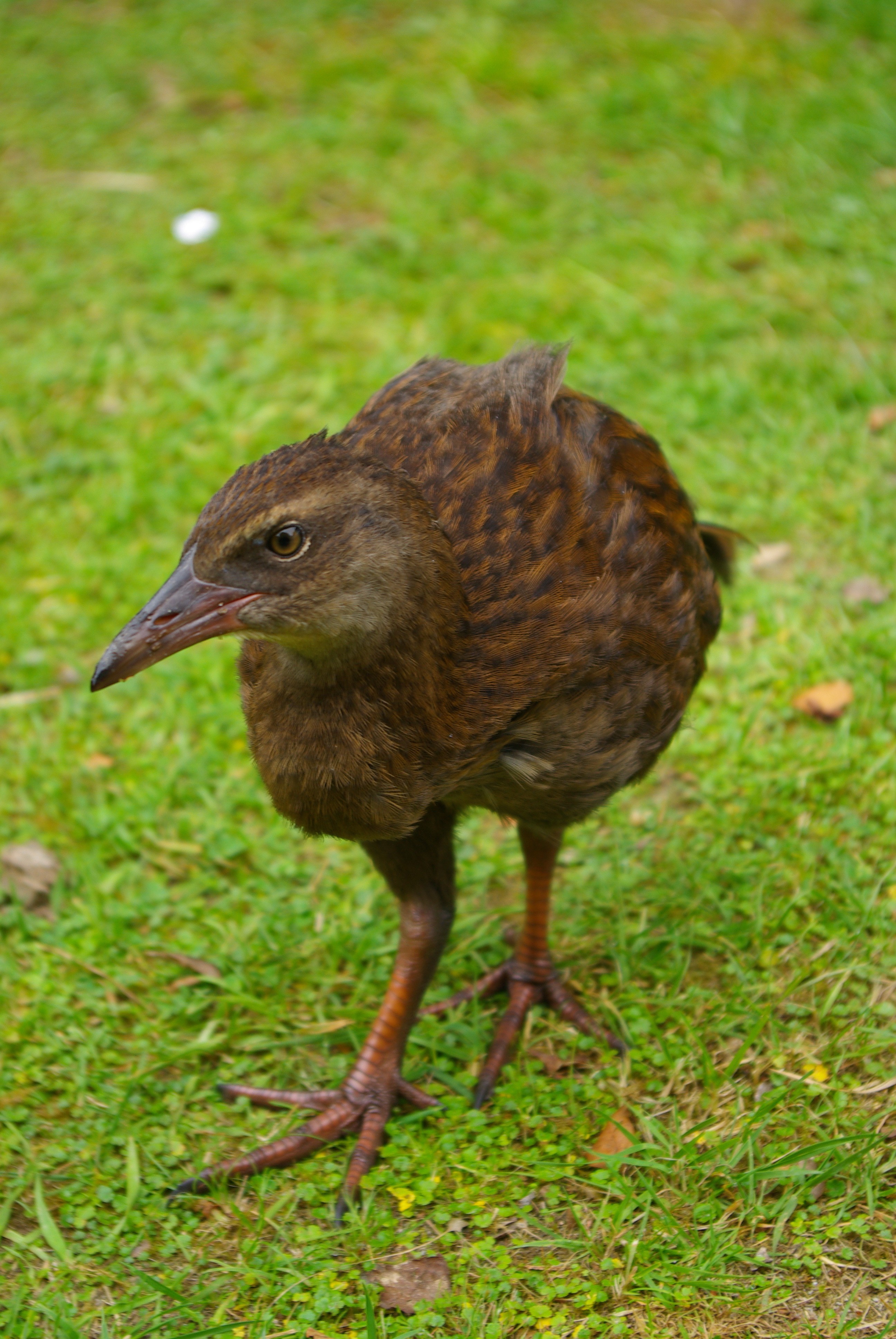 NZ Weka