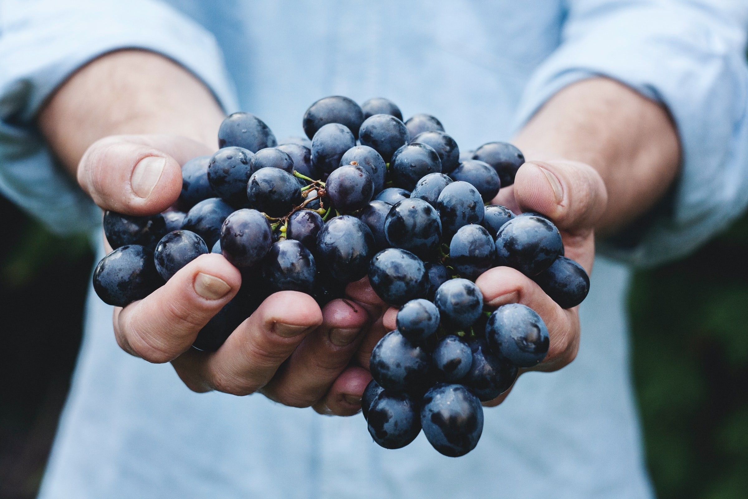 Nz central otago wine grapes maja petric unsplash