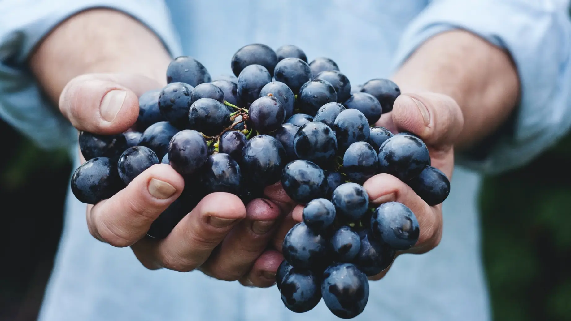 Nz central otago wine grapes maja petric unsplash