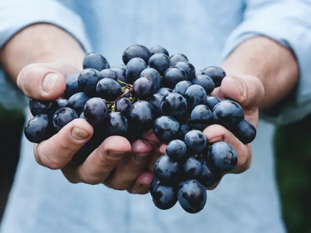 Nz central otago wine grapes maja petric unsplash