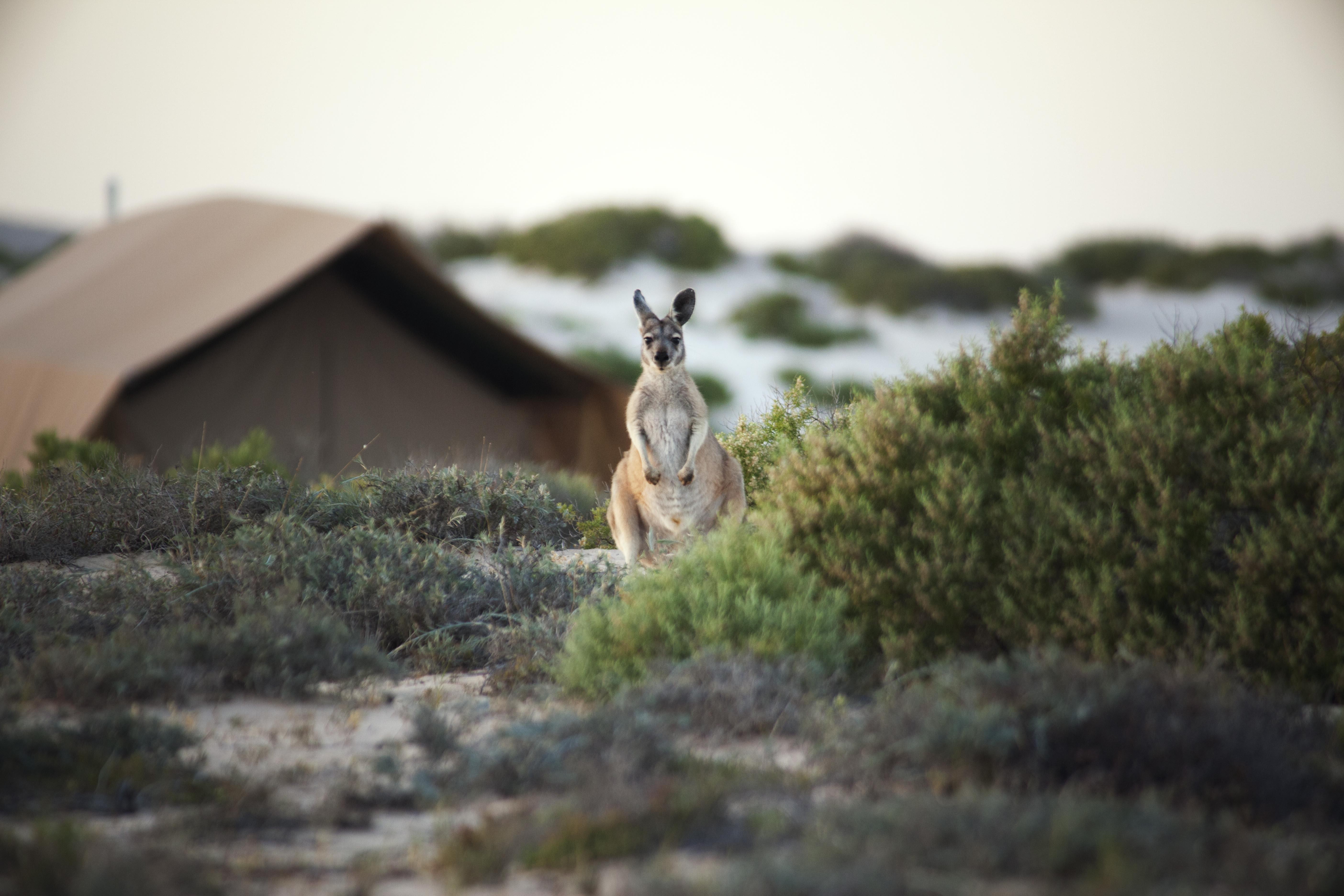 Blog - Australia or New Zealand - #6