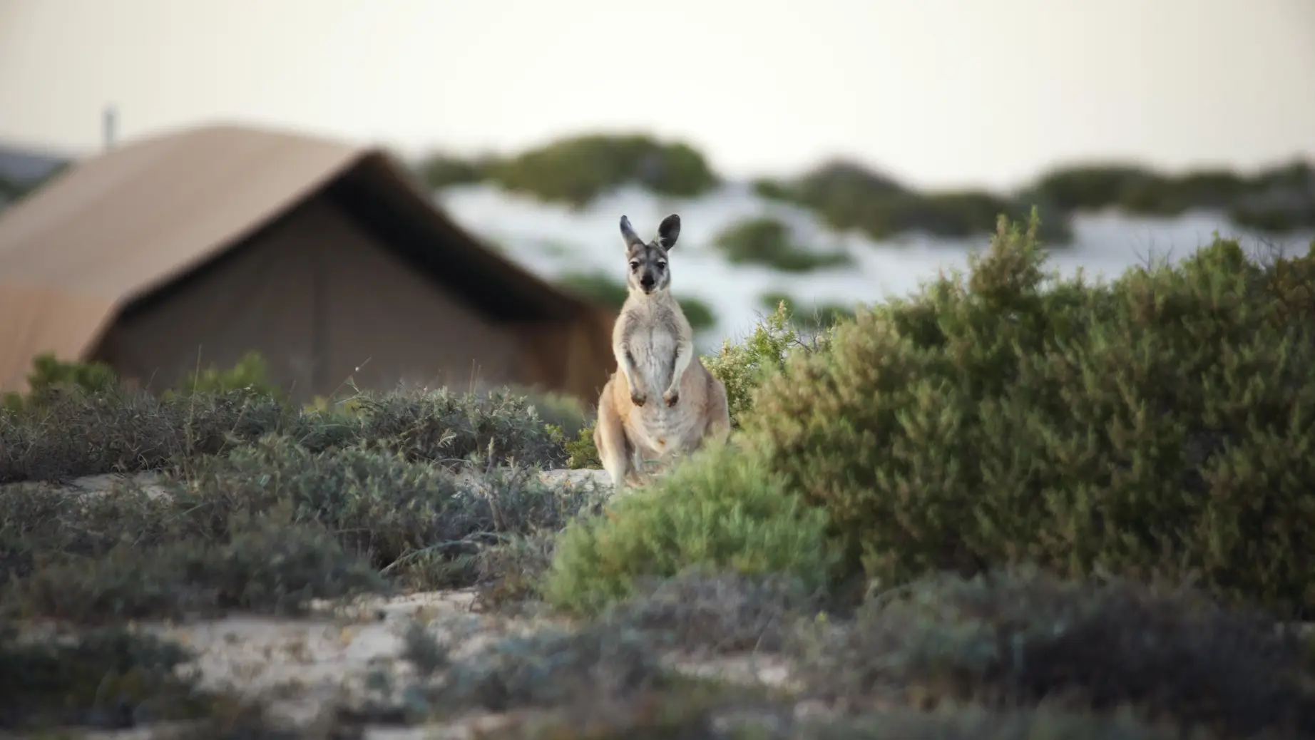 Blog - Australia or New Zealand - #6