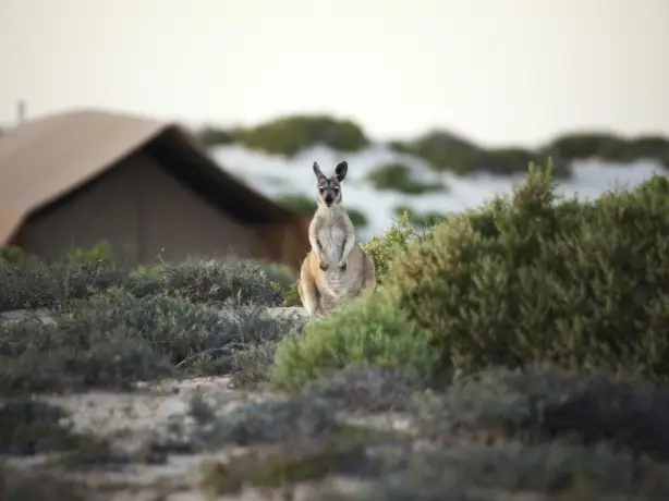 Blog - Australia or New Zealand - #6