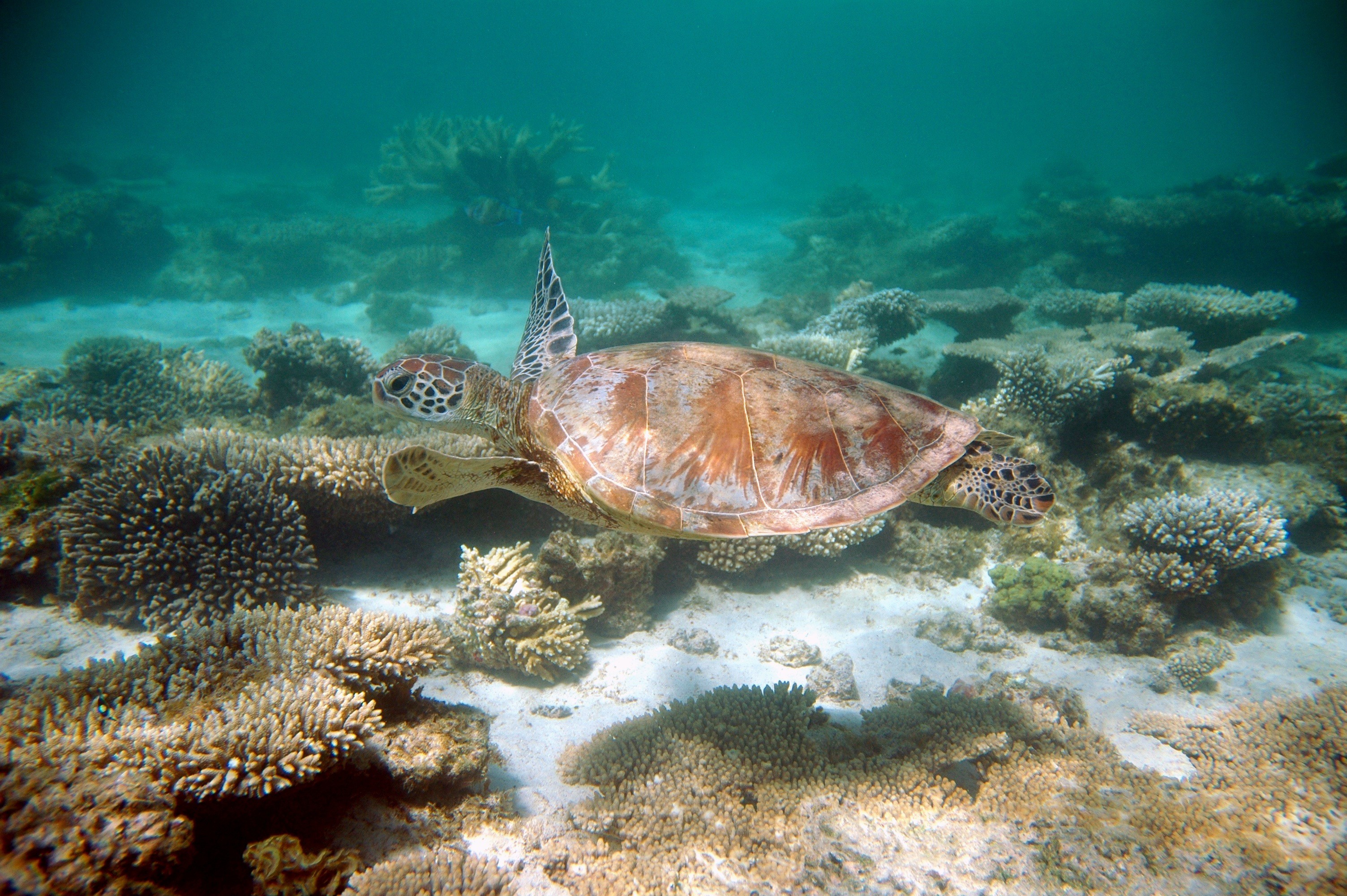 Australien Schildkröte tauchen