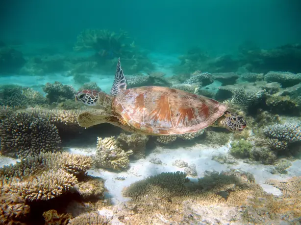 Australien Schildkröte tauchen