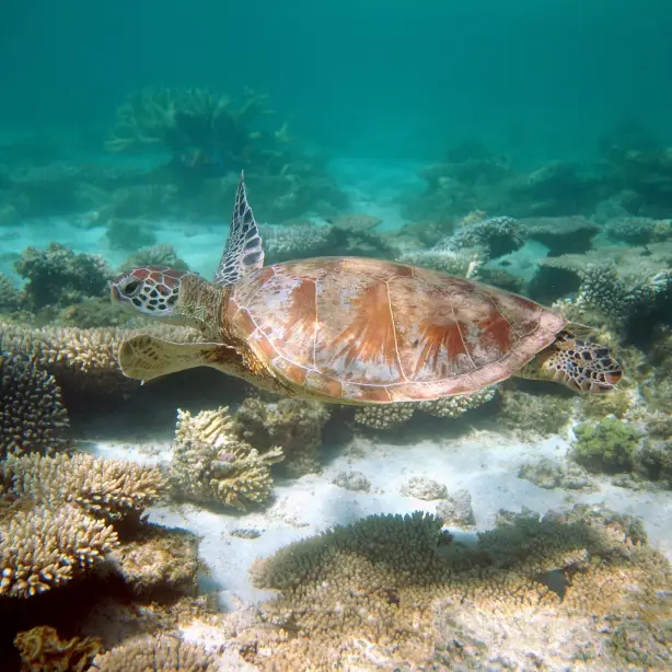 Australien Schildkröte tauchen