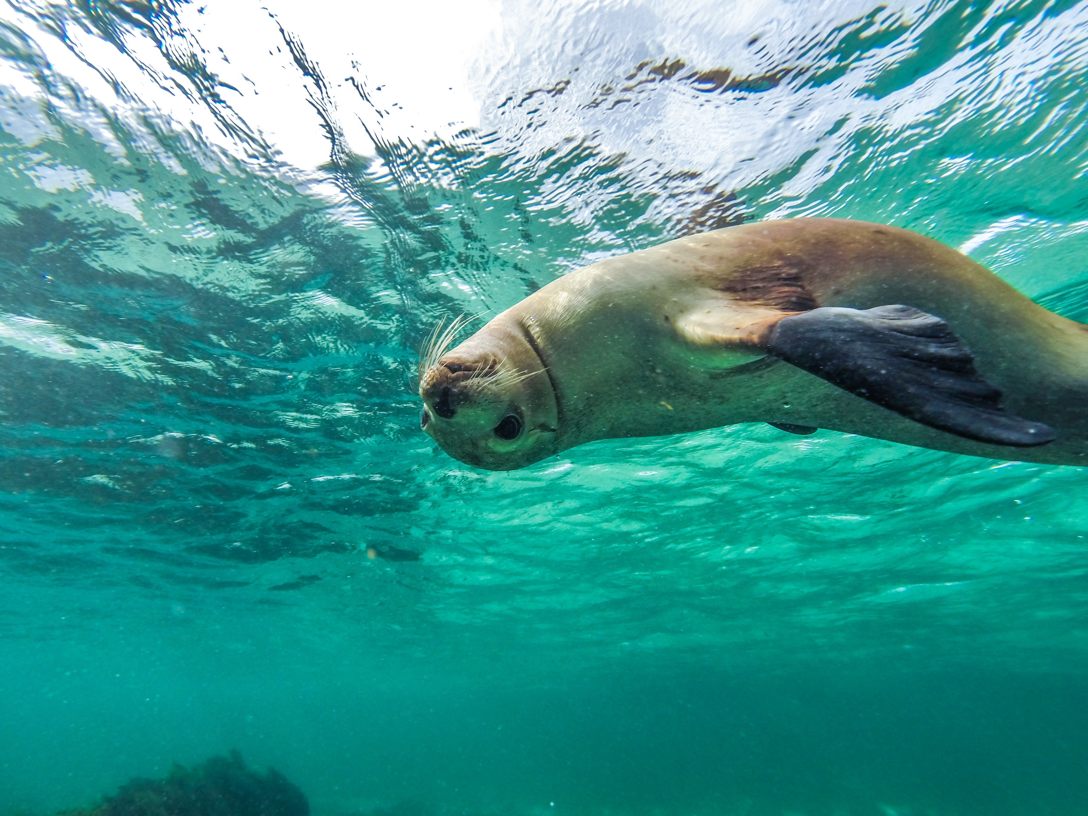 Aus Sea Lions Baird Bay SA