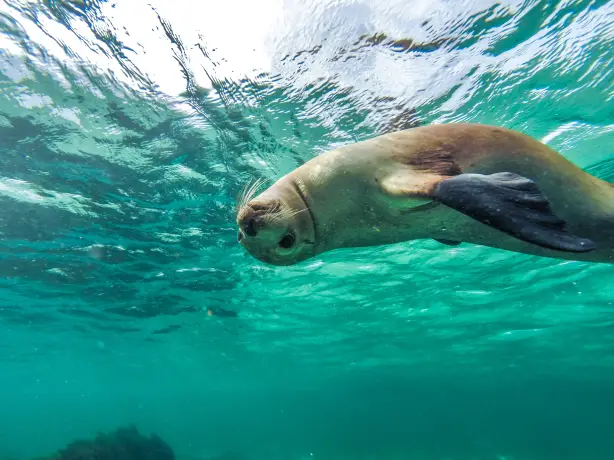 Aus Sea Lions Baird Bay SA