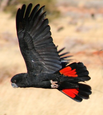 Aus red tailed black cockatoo