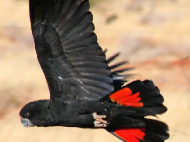 Aus red tailed black cockatoo