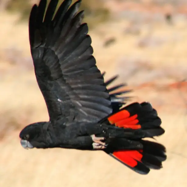 Aus red tailed black cockatoo