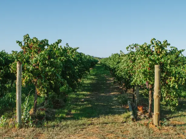 Grüne Rebstöcke in einem Weinberg in Mildura