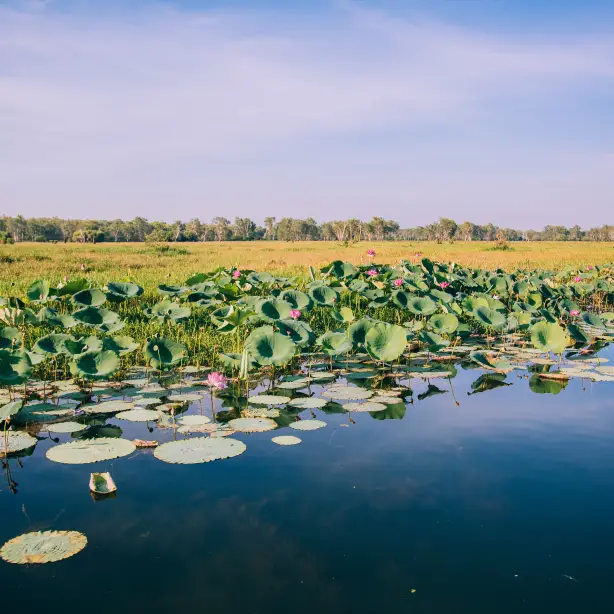 Gelbes Wasser Kakadu-Nationalpark, Australien