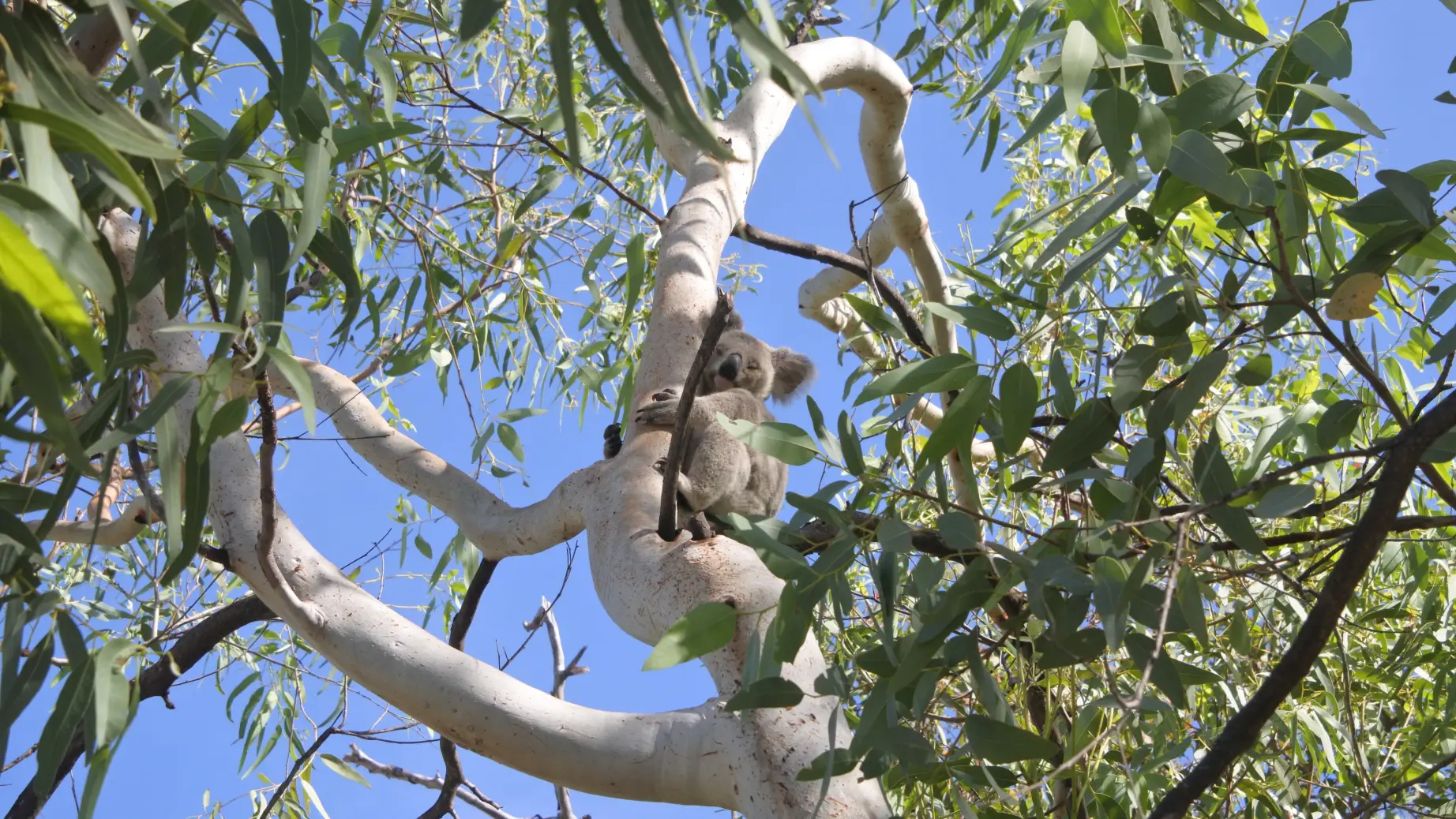 JB Koalas spotten in het wild Magnetic Island