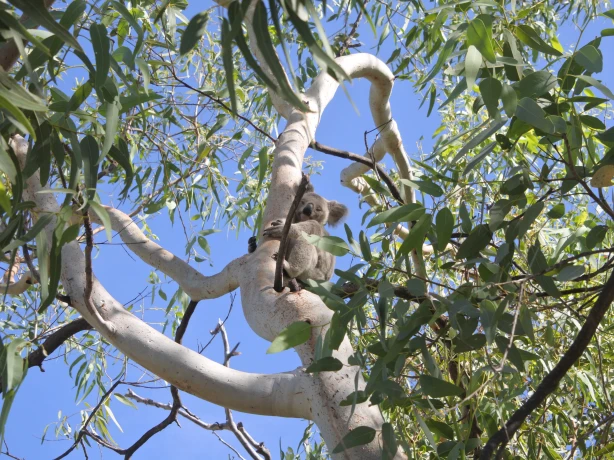 JB Koalas spotten in het wild Magnetic Island