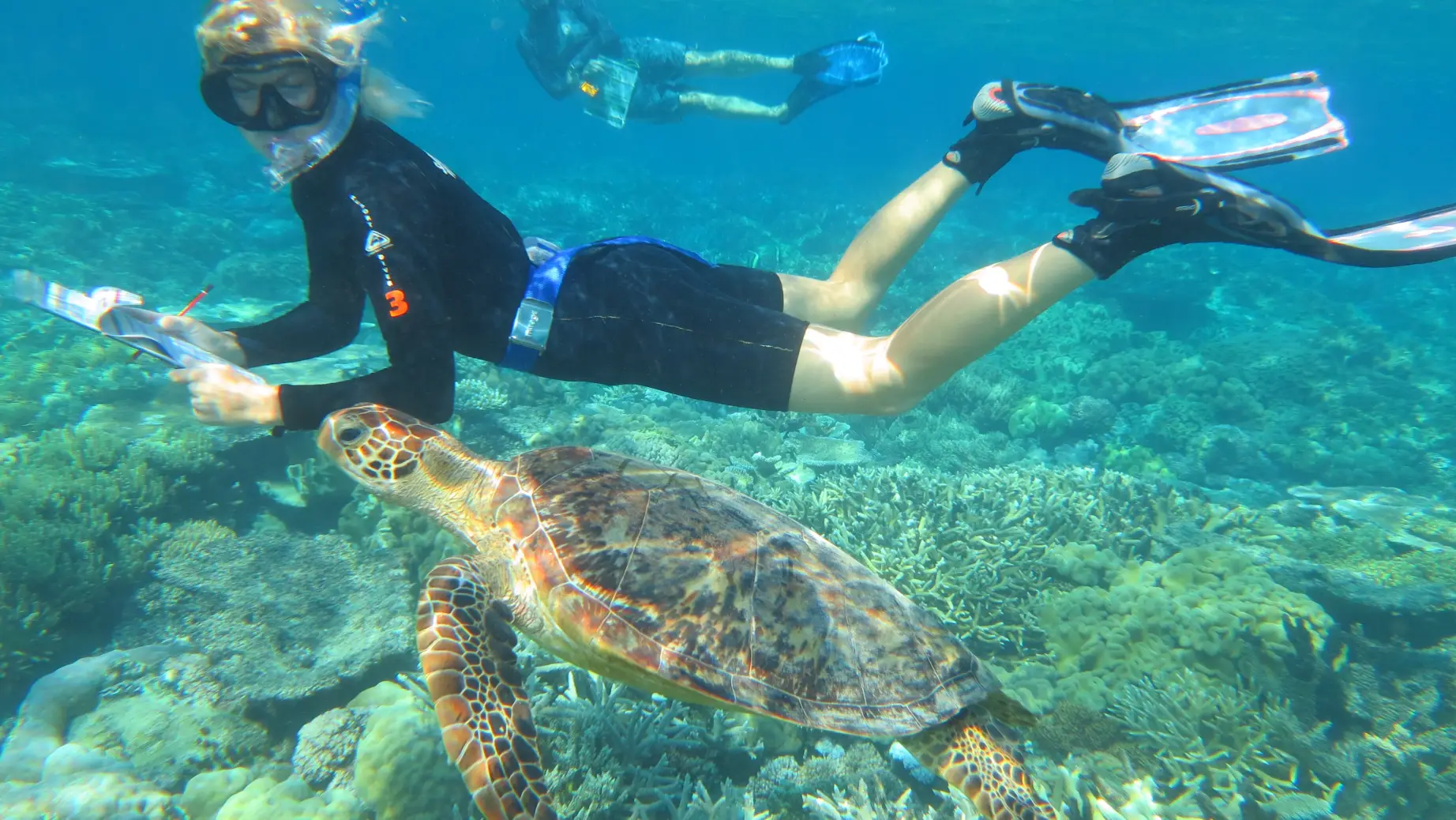 Australien great barrier reef Citizen Science Tour Meeresbiologie