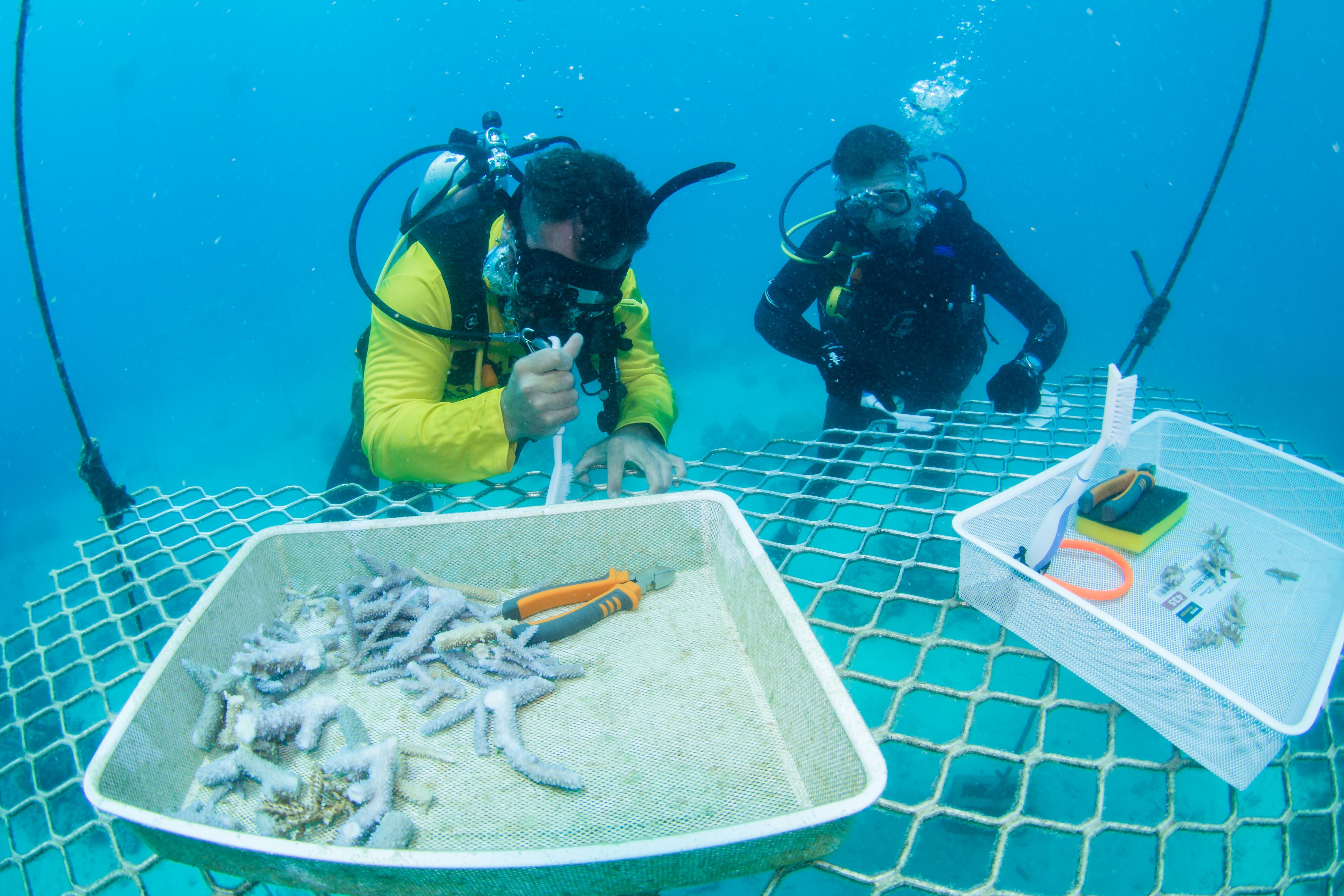 Australien great barrier reef Russell Hospital Scotty Garden Passions Of Paradise