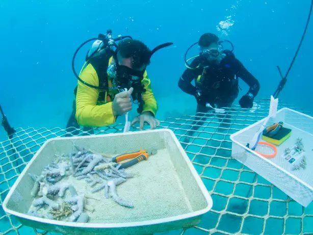 Australien great barrier reef Russell Hospital Scotty Garden Passions Of Paradise