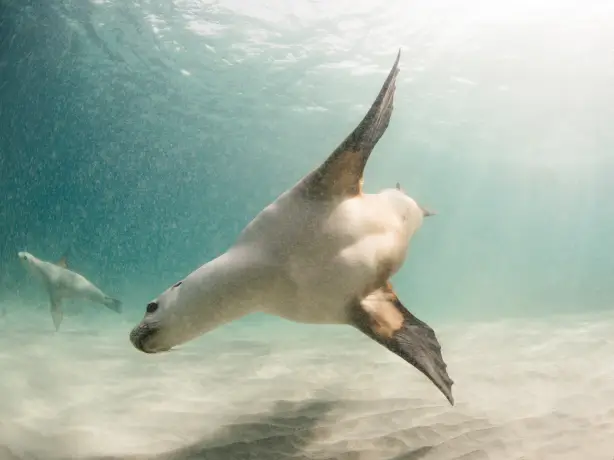 Australien Südaustralien Eyre Peninsula Halbinsel schwimmen mit Robben