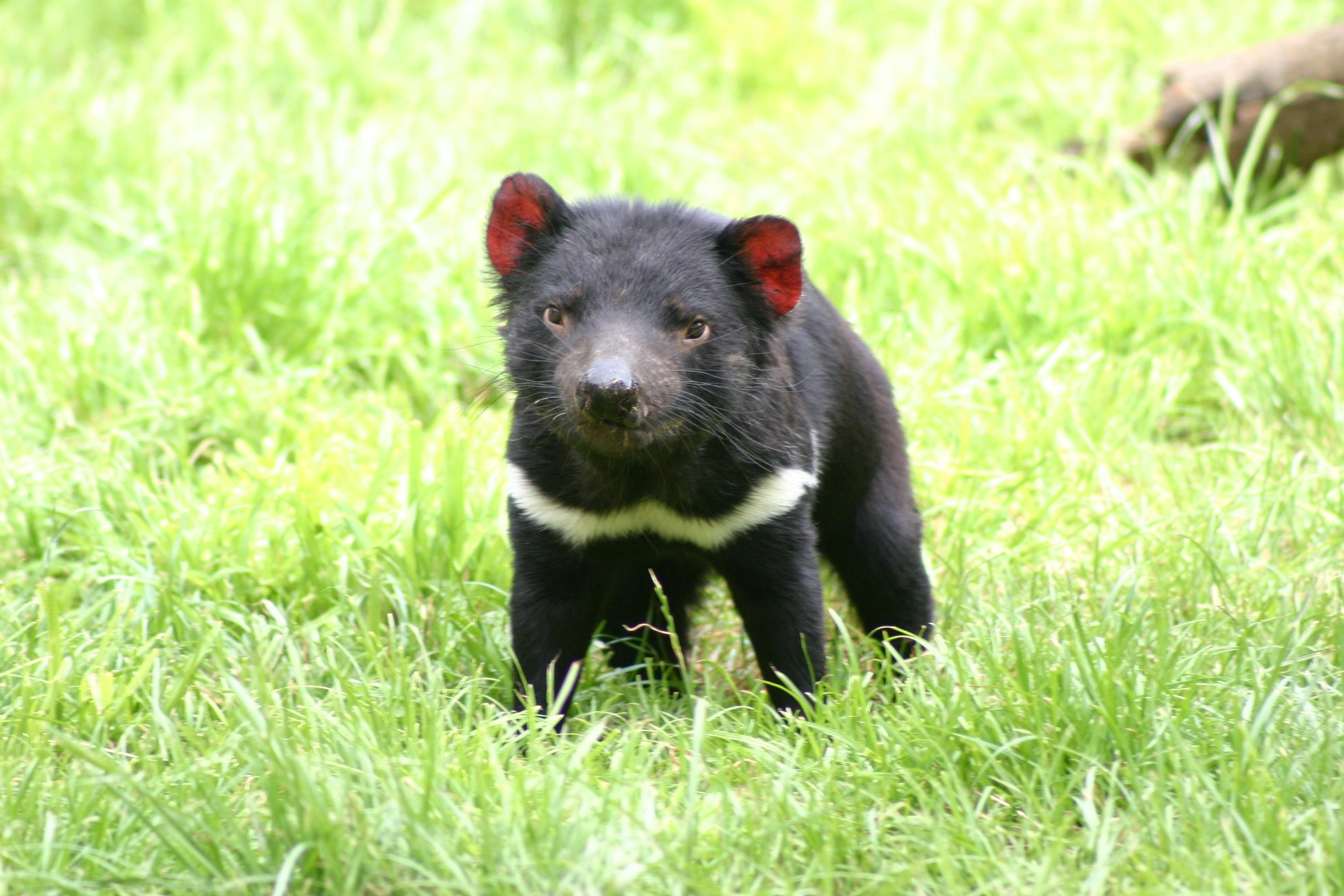 Aus tasmanian devil