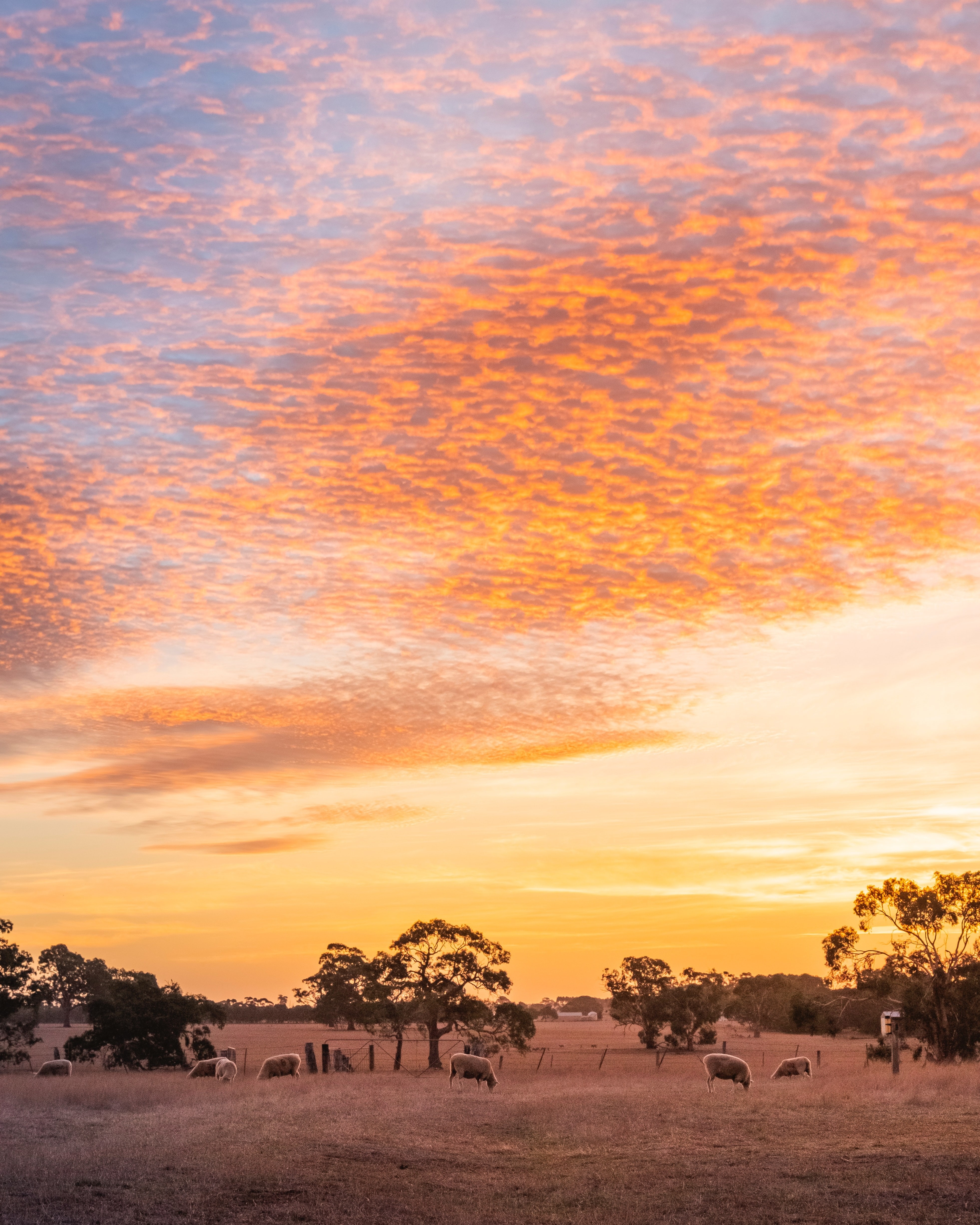 Australien Victoria Hamilton Great Ocean Road Sonnenuntergang Schafe