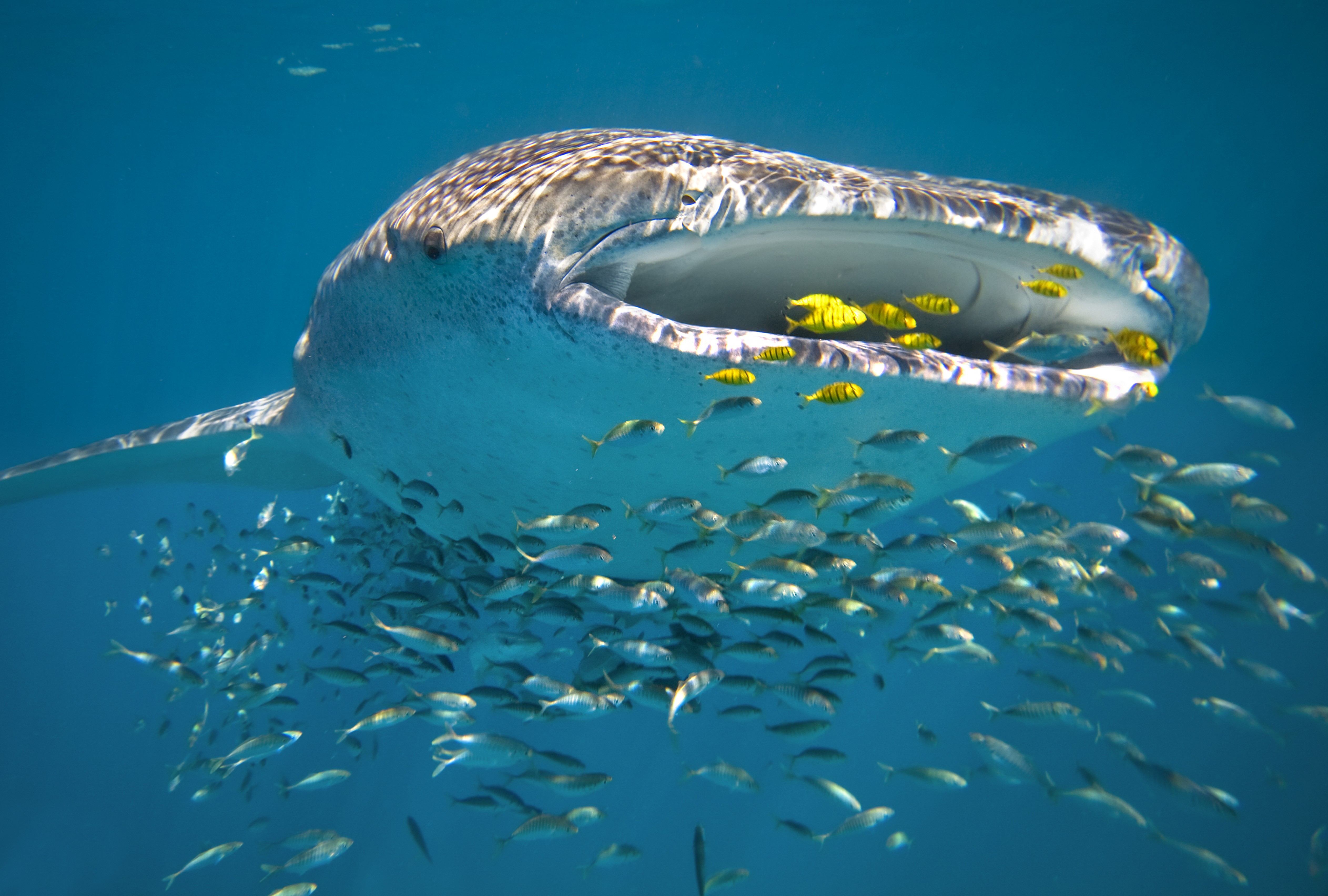 Australien Westaustralien Ningaloo Reef Walhai frisst frische fängt fische
