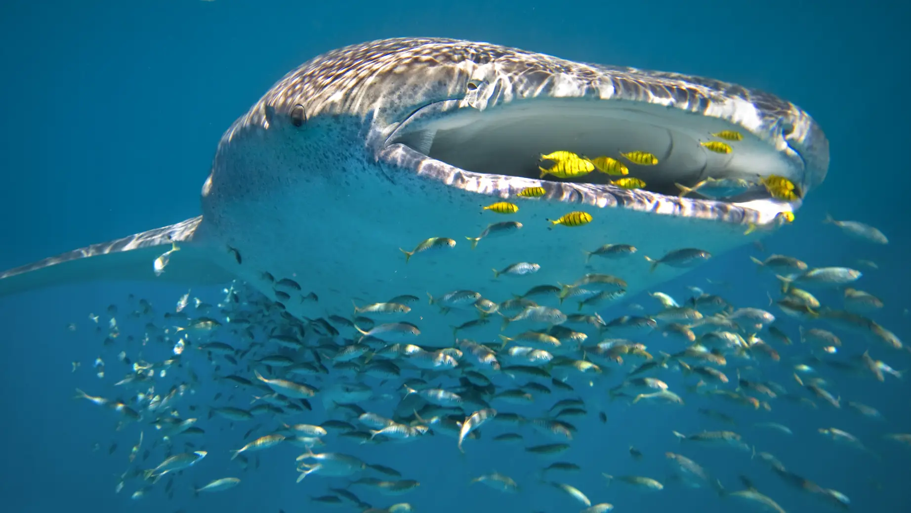 Australien Westaustralien Ningaloo Reef Walhai frisst frische fängt fische