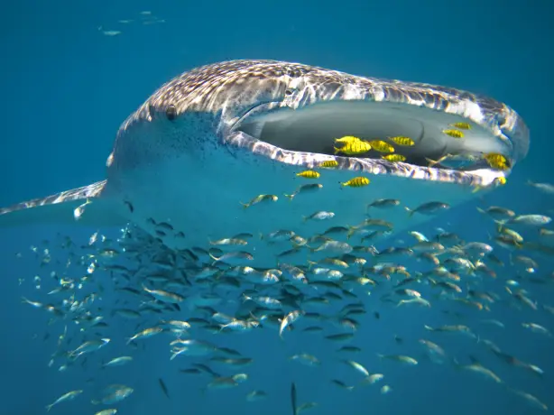 Australien Westaustralien Ningaloo Reef Walhai frisst frische fängt fische