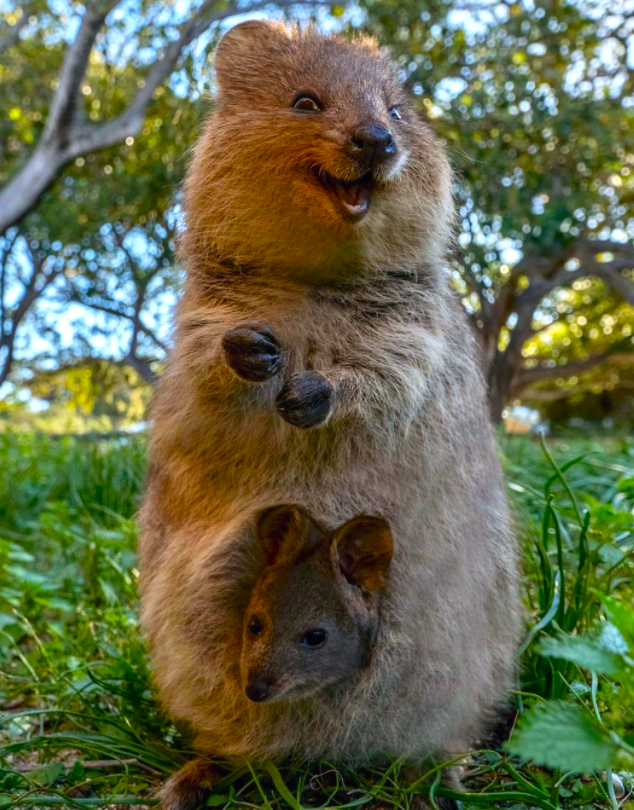Australia rottnest island western australia quokka 1