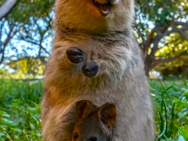 Australia rottnest island western australia quokka 1