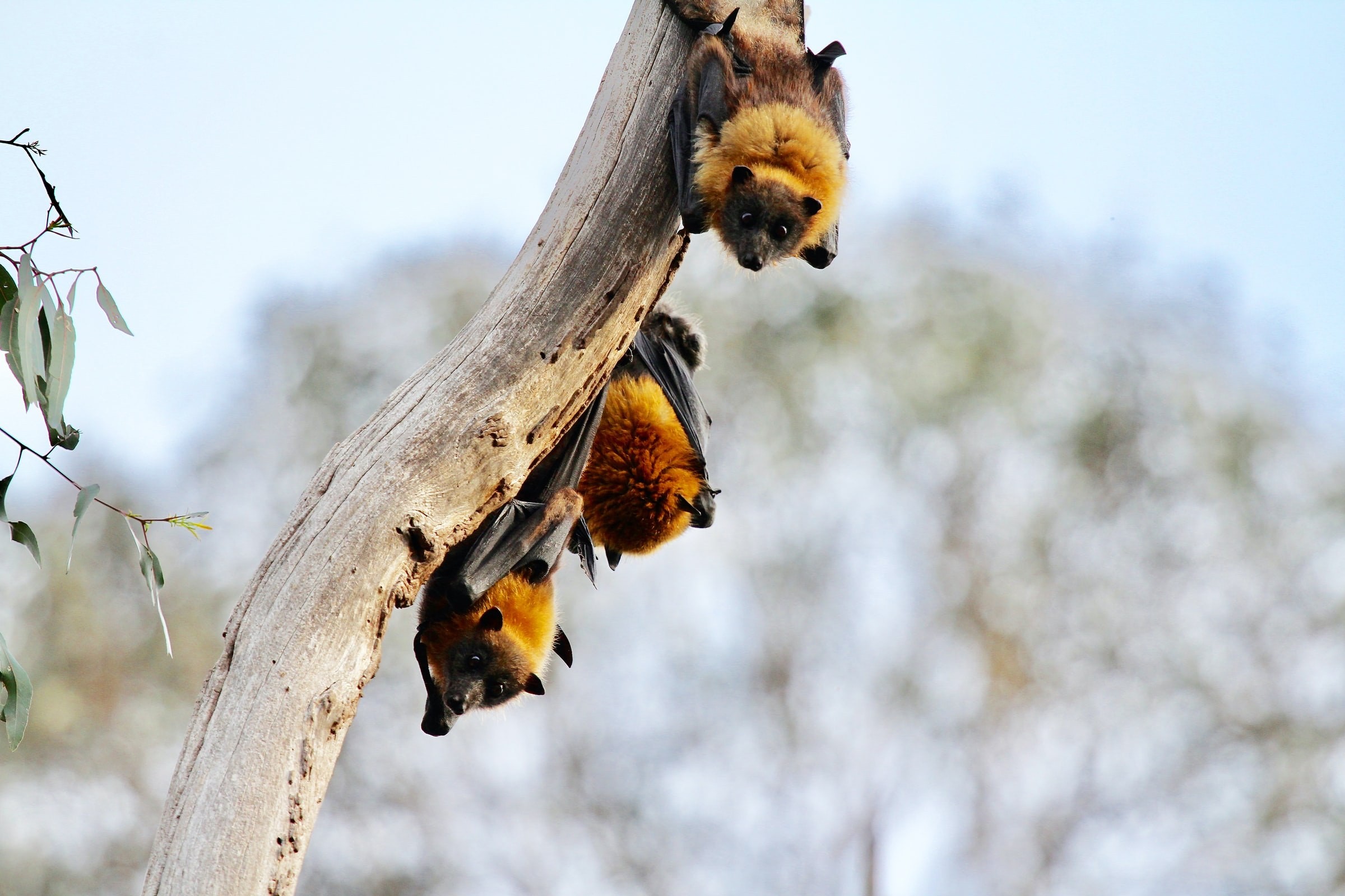 Aus grey-headed flying fox