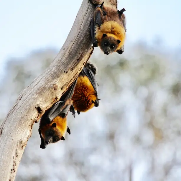 Aus grey-headed flying fox