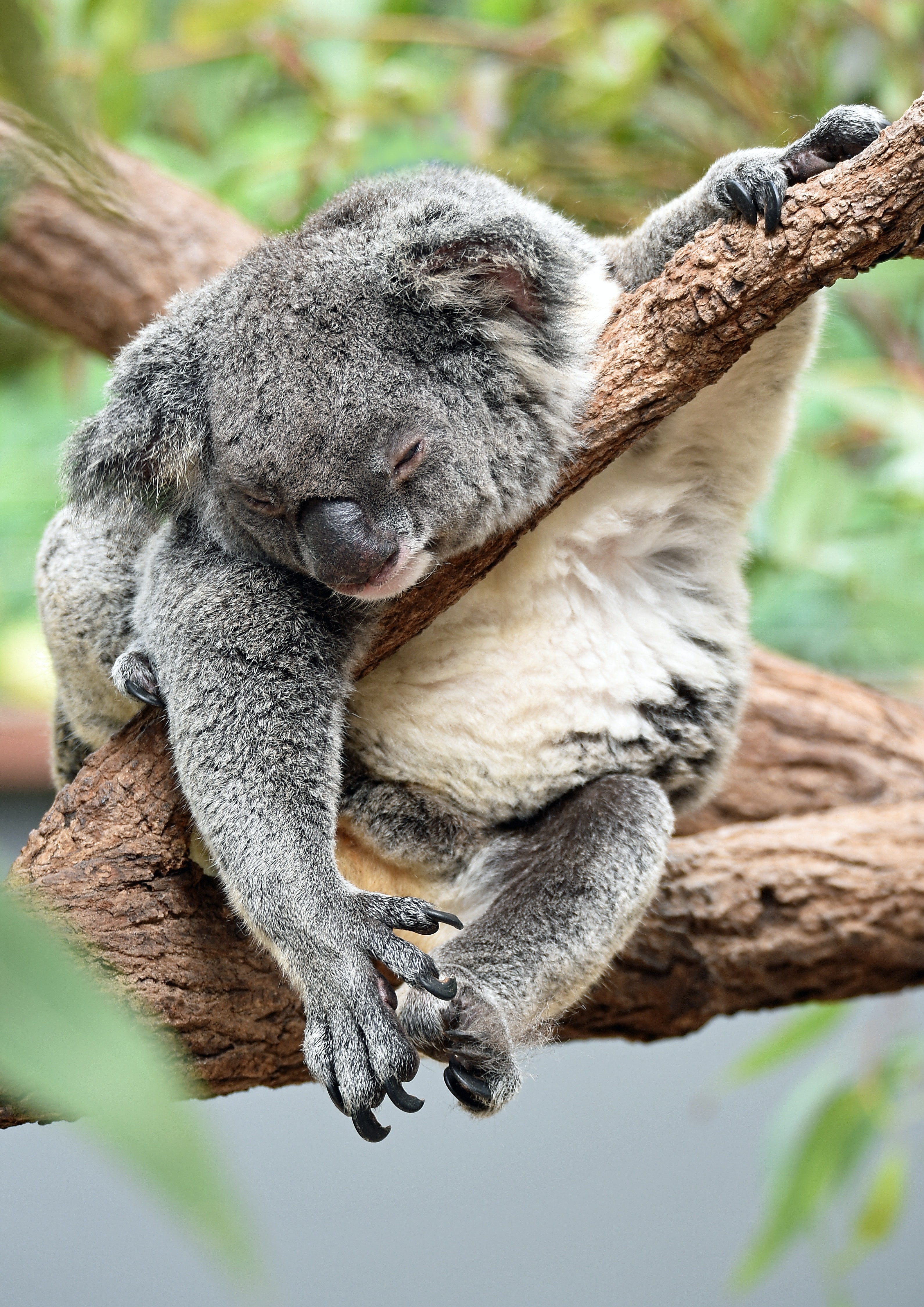 aus koala sleeping