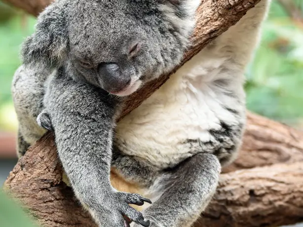aus koala sleeping