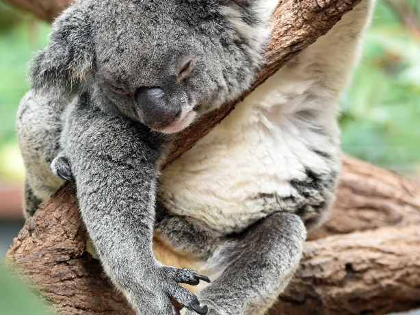 aus koala sleeping