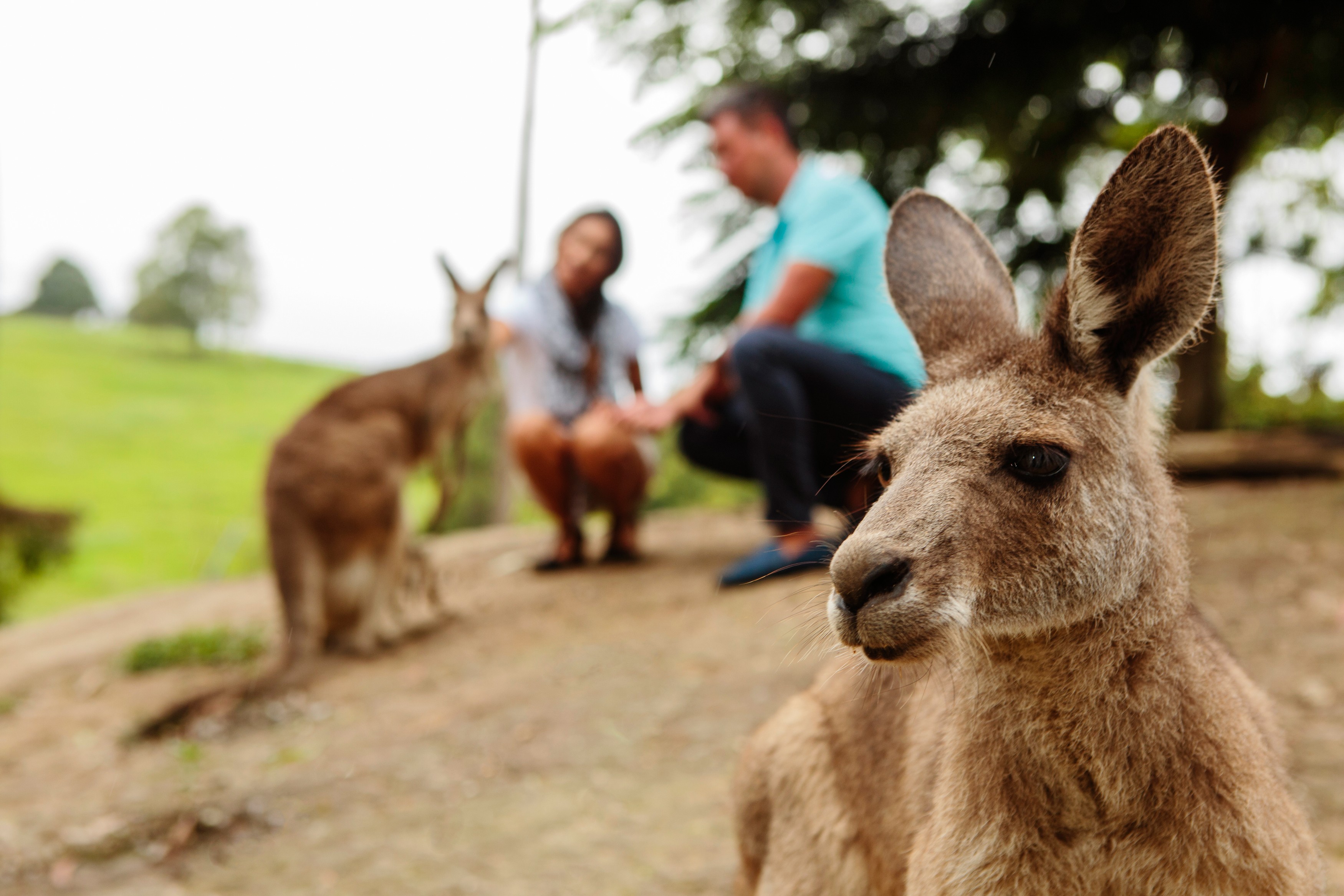 aus blue mountains kangaroo