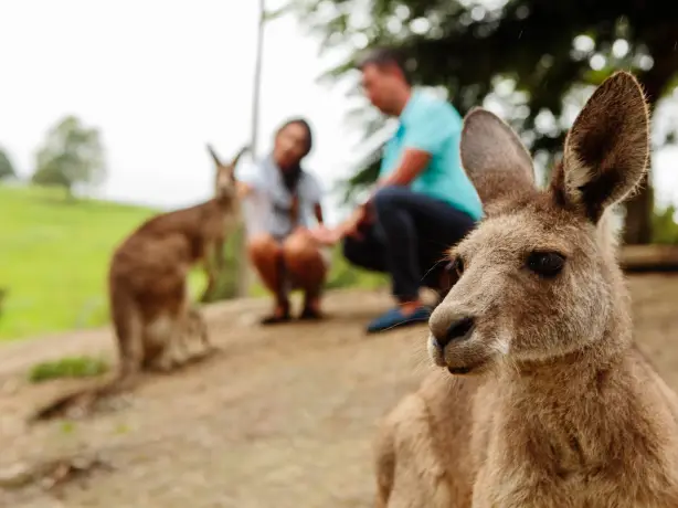 aus blue mountains kangaroo