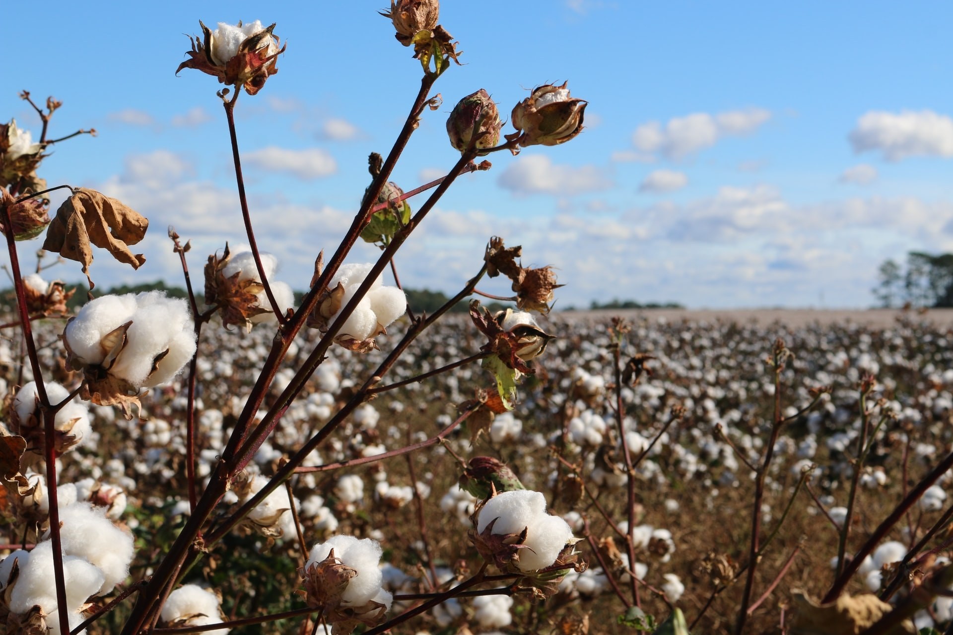 Aus cotton field farming