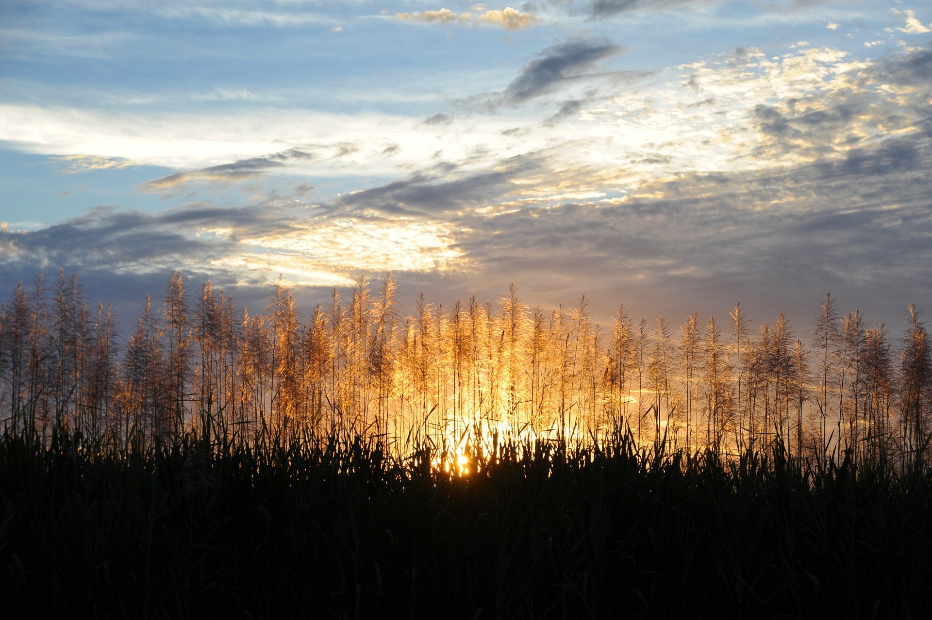 Aus sugar cane fields
