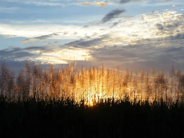 Aus sugar cane fields