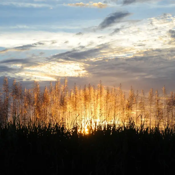 Aus sugar cane fields