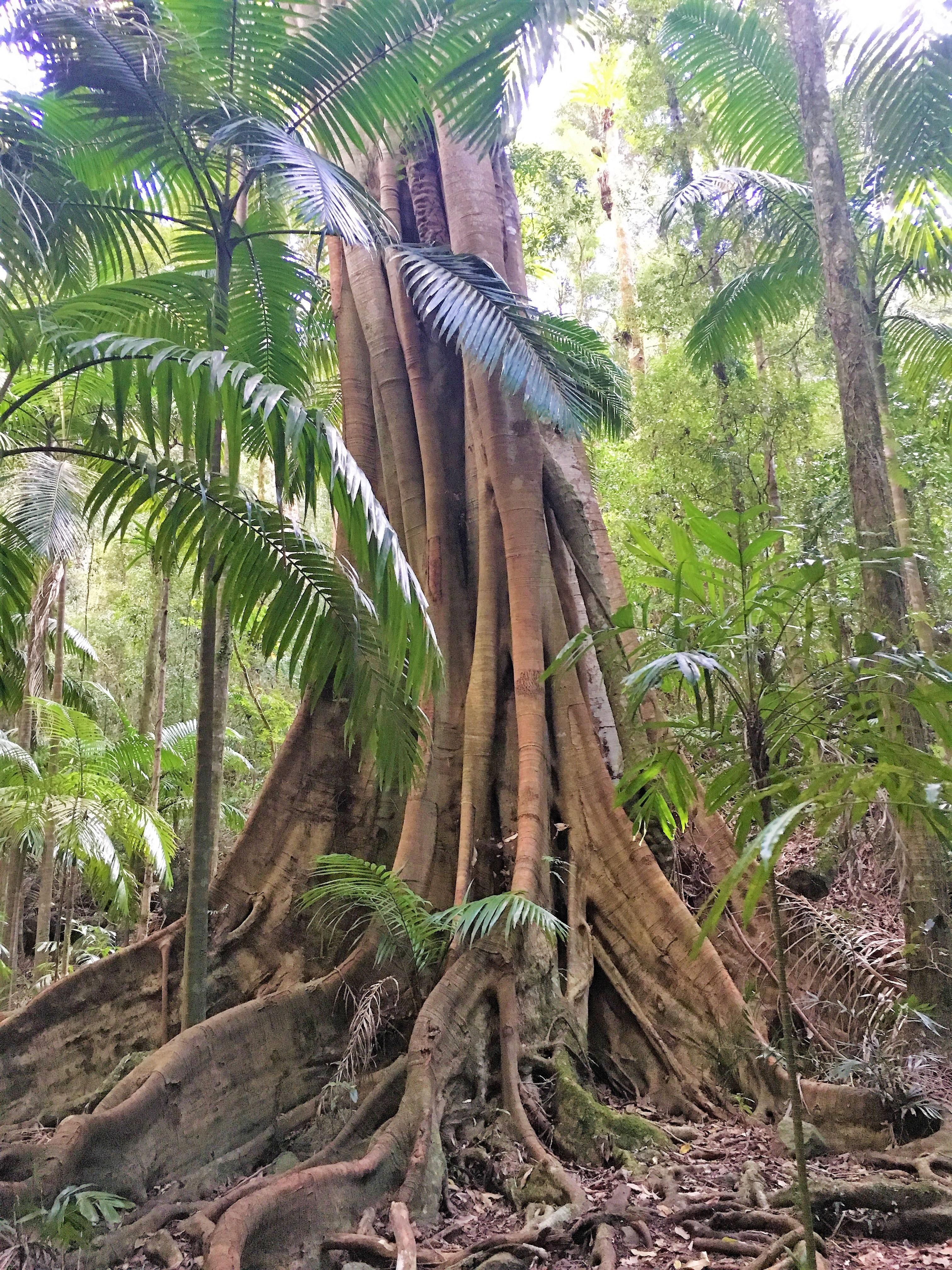 AUS- national park - Lamington National park