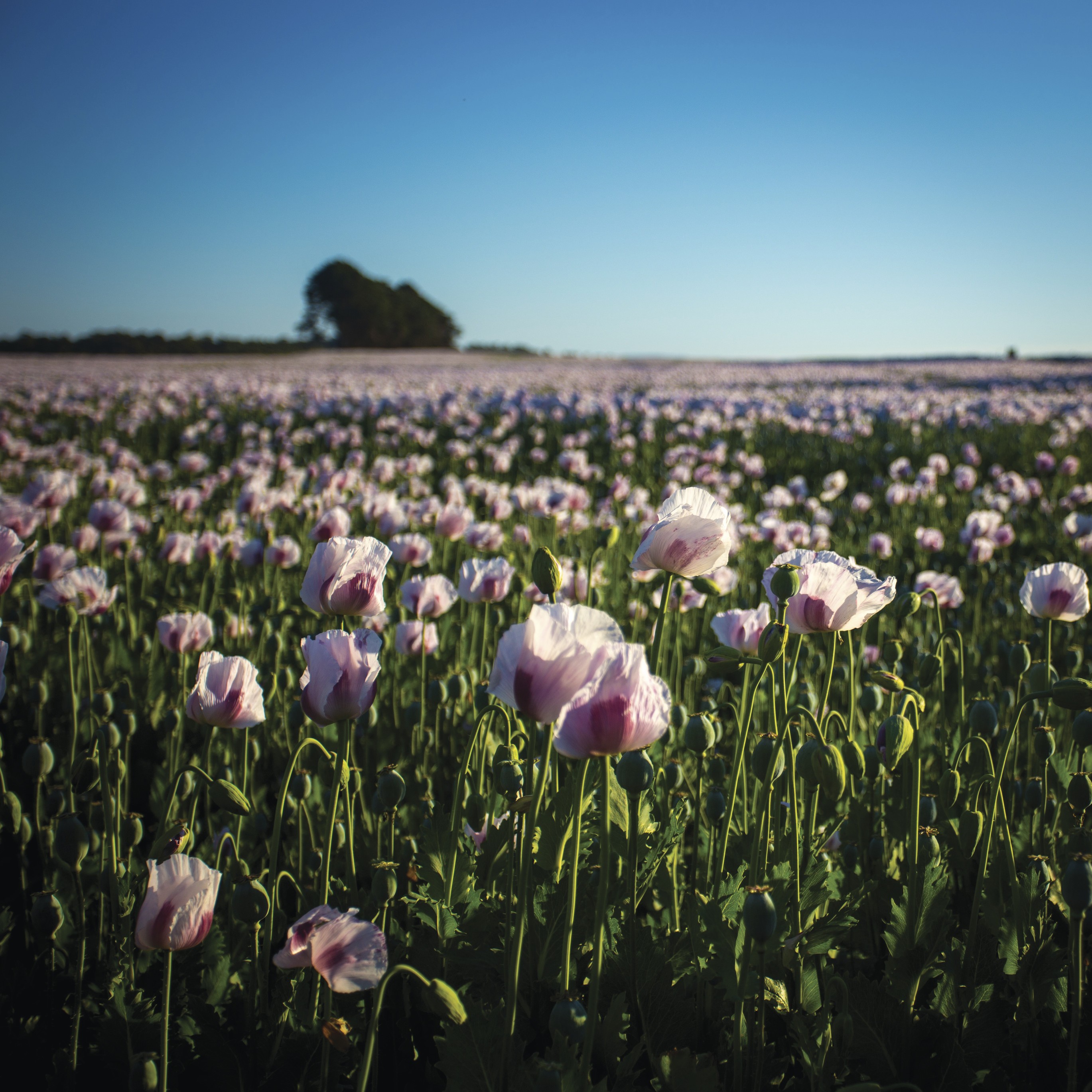 Aus tasmania Poppy Field Devonport