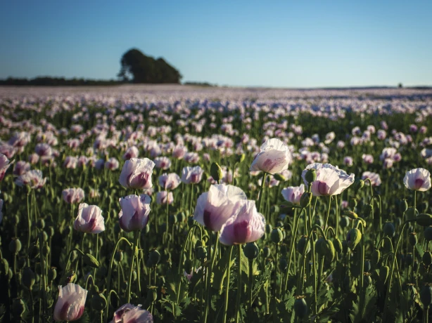 Aus tasmania Poppy Field Devonport