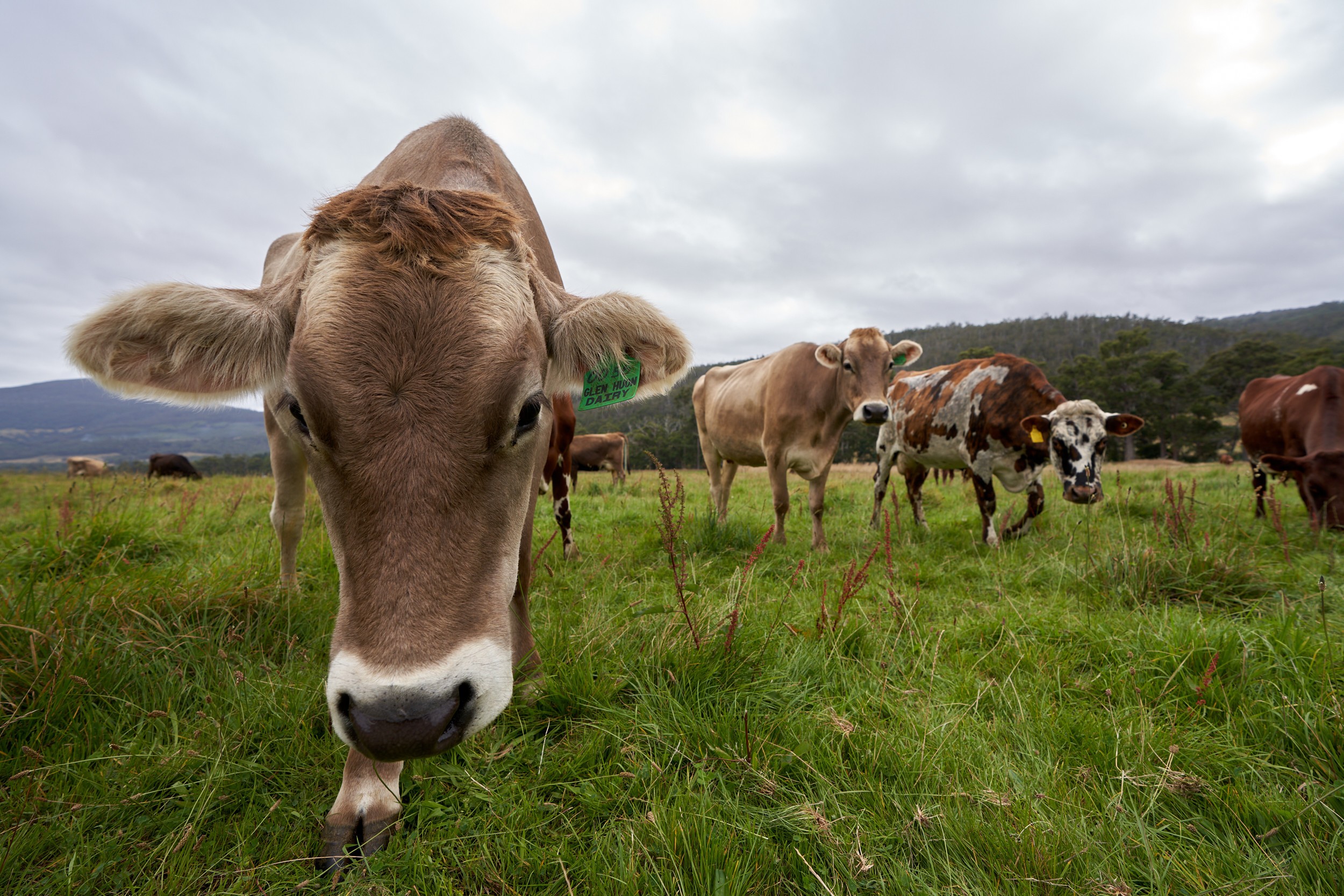 Herd of cows in a green field