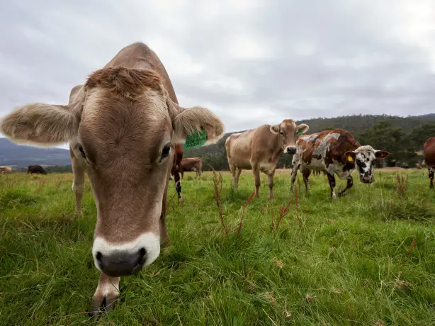 Herd of cows in a green field