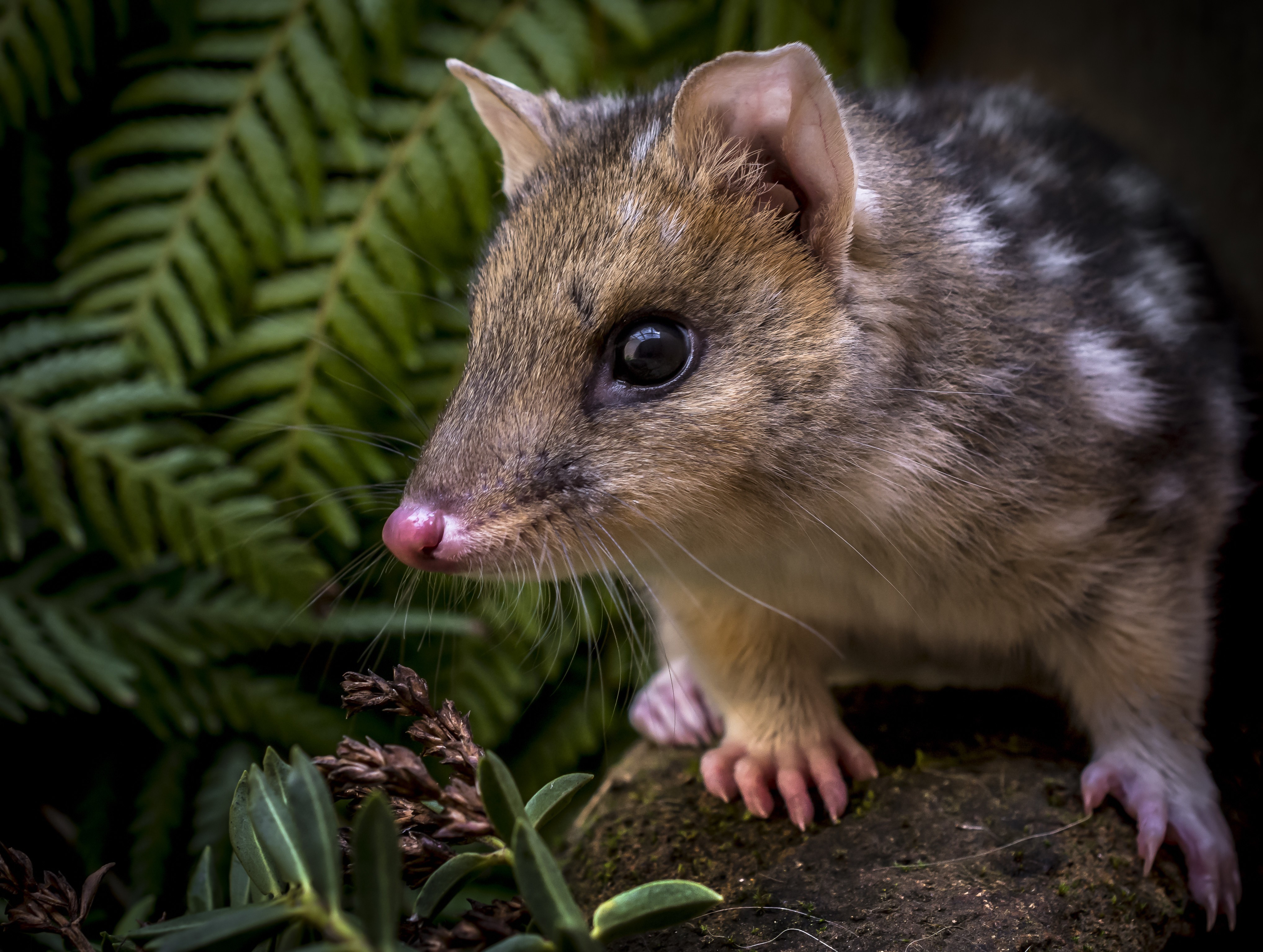 Aus tasmania eastern quoll credit Ash Thomson Photography