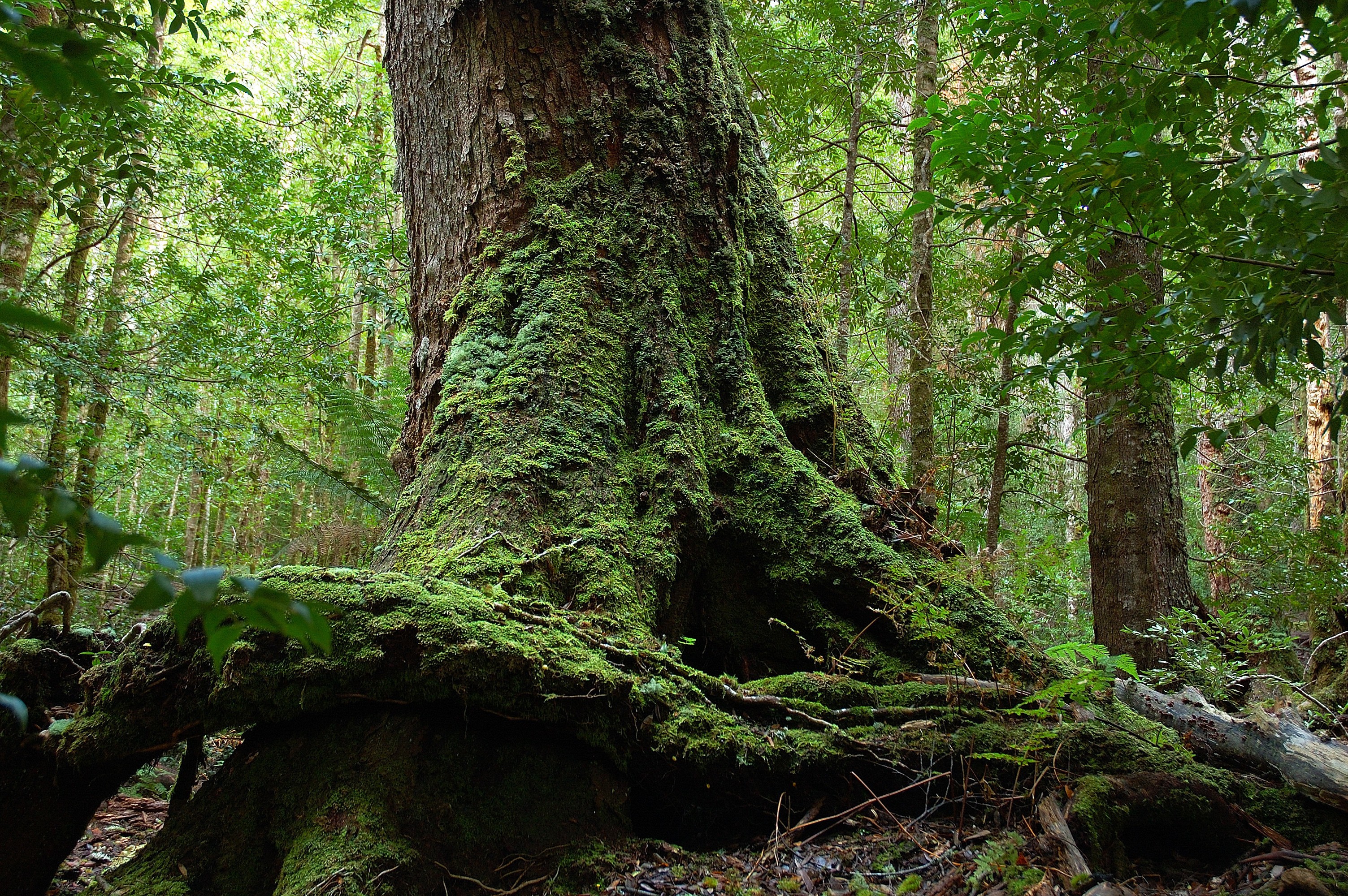 Aus tasmania mount field national park
