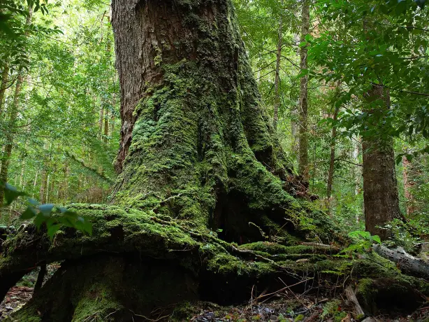 Aus tasmania mount field national park