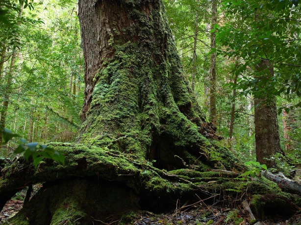 Aus tasmania mount field national park